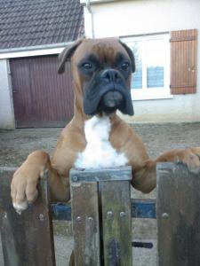 Django