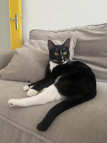 Toka