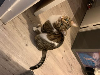 NALA