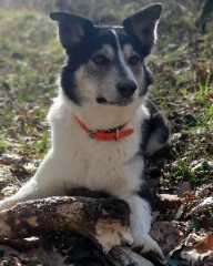 Berlioz