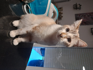 Onyx