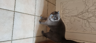 Kocos
