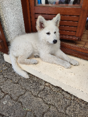 Tsuki