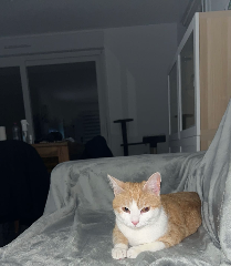Titi