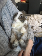 Plumette