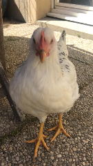 Cocotte