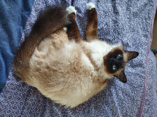 Moustache