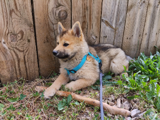 Titan