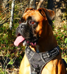 Nala