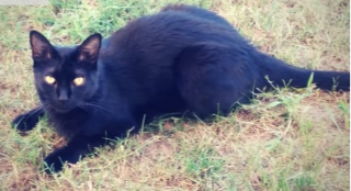 Titou