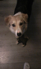 Milou
