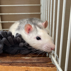 Yuki