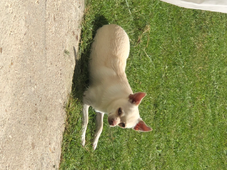 Rico