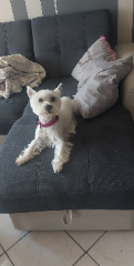 Nala