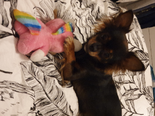 Roxy