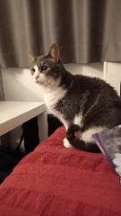 Simba