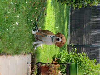 Sid