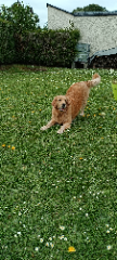 Nala