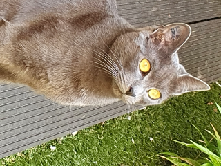 Photo de Mina ou mimi