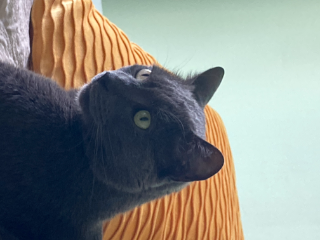 Bob