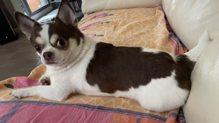 Photo de Lucky / Tutsy