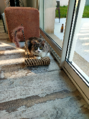 Tchikita