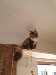 Suki
