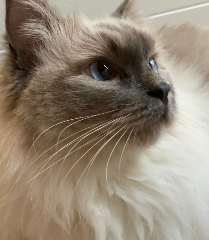 Rio blue
