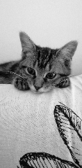 simba