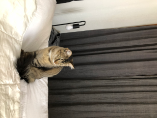 Photo de Twix