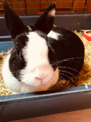 Pompon (lapin de ma soeur