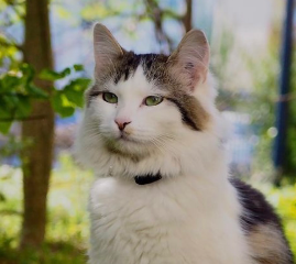 Patoune