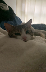 Tigrou