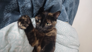 Navi