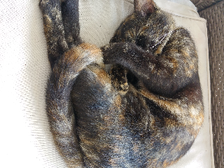 Bringelle