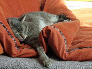 Photo de Monsieur Chat