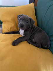 Thor