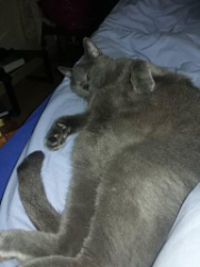 Poupou