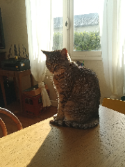 Photo de Minou