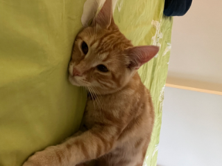 Photo de Simba