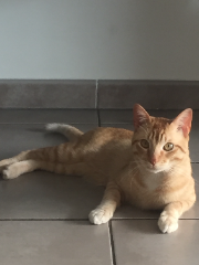 Photo de Minou