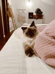 sezane
