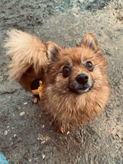 Ina