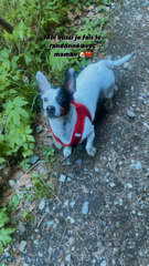 Perla