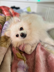 Paco