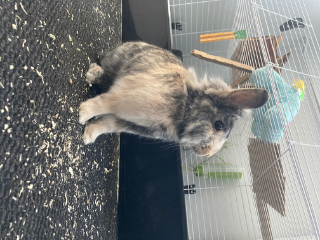 Photo de Pepsi
