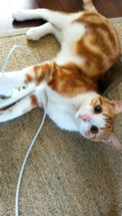 Gizmo