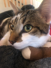 Simba
