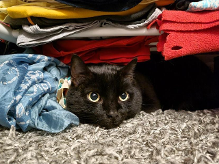 Jiji