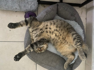 Barney